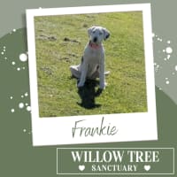 Photo of Frankie