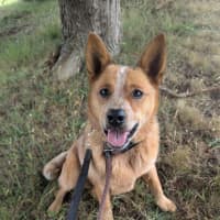 Photo of Cooper