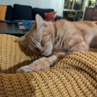 Photo of Peanut