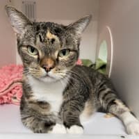 Photo of Smudgey