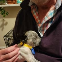 Photo of Paddy   10 Week Old Cattle Dog X