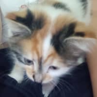 Photo of Clementine