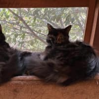 Photo of Hazel & Sage