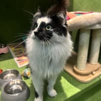 Photo of Mowgli