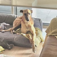 Photo of Bella, The Greyhound