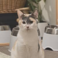 Photo of Lily 