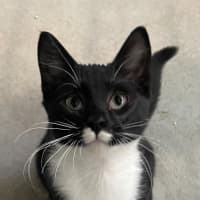 Photo of Sweets Aka Fish Toots
