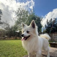 Photo of Dim Sim   10 Month Old Pomeranian X Spitz