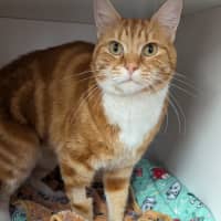 Photo of Pumpkin Bumpkin