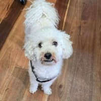Photo of Buddy