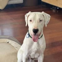 Photo of Mack *$350 Adoption Fee*