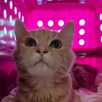 Photo of Mittens