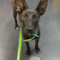 Photo of Lucky 