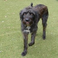 Photo of Hairy Maclary