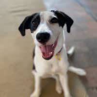 Photo of Gypsy
