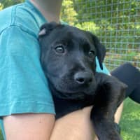 Photo of D1063 Peppa