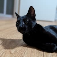 Photo of Veya
