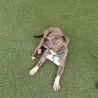 Photo of Ivy