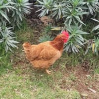 Photo of Stevie Chicks, Lady Clucka And Sheryl Crow