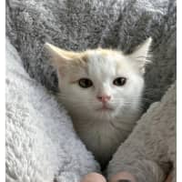 Photo of Gunner 🧡 * 9 Lives Project Rescue*