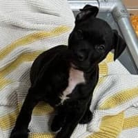 Photo of Comet