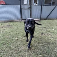 Photo of Luna