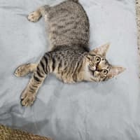 Photo of Teddy
