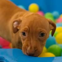 Photo of Willow   10 Week Old Staffy X  (Trial)