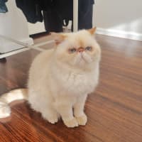 Photo of 🥣Tofu🥣