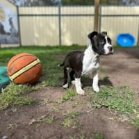 Photo of Simba 