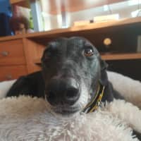 Photo of Yoko, The Greyhound