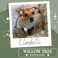 Photo of Clarabelle