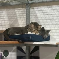 Photo of Sammy (Bonded With Alistair)