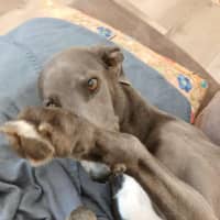 Photo of Dixie, The Greyhound