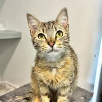 Photo of Belladonna