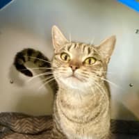 Photo of Luna
