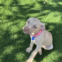 Photo of Squishy   11 Week Old Staffy X