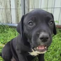 Photo of Bosley   7 Week Old Bull Arab X(trial 22/11)