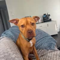 Photo of Koba   1.5 Year Old American Staffy X Kelpie