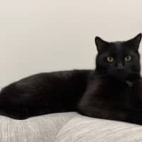 Photo of Otis