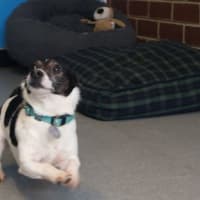 Photo of Lucky