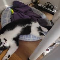 Photo of Barney