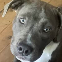 Photo of Princess 🐶