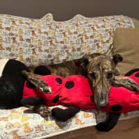 Photo of Doug, The Brindle Greyhound