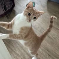 Photo of Daphne   Now At Pet Quarters Glendale