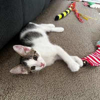 Photo of Banshee