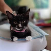 Photo of Shelby