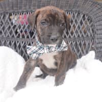 Photo of Cosmo