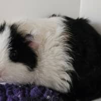 Photo of Kiwi
