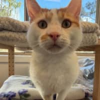 Photo of Pea